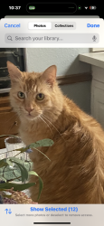 Lost Male Cat last seen Brown/ n winding oaks, Wylie, TX 75098