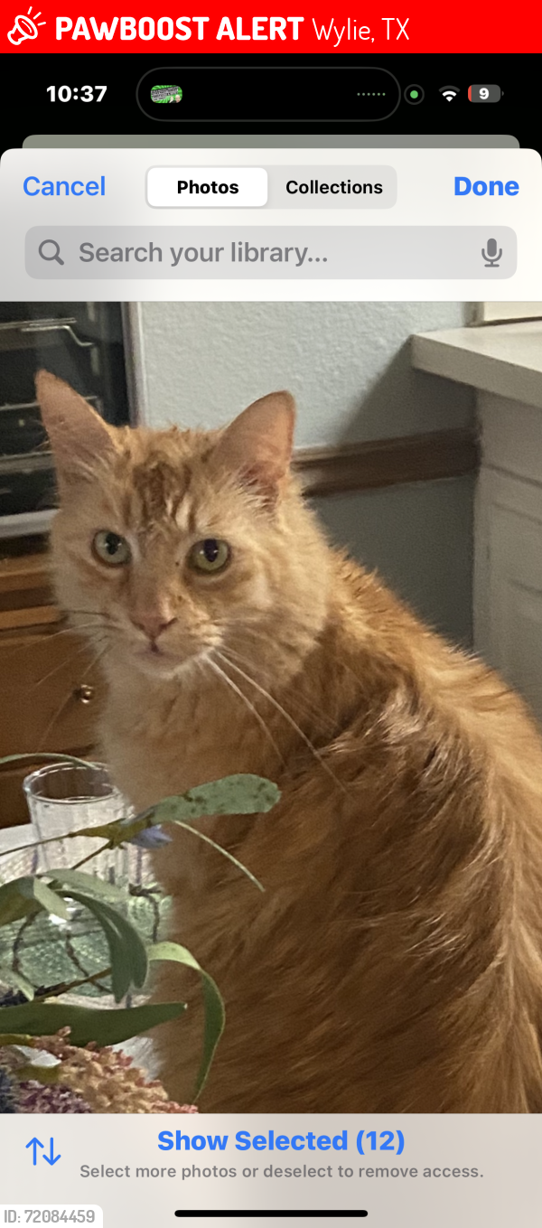 Lost Male Cat last seen Brown/ n winding oaks, Wylie, TX 75098