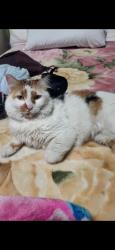 Lost Female Cat last seen Brownaville trailer park pub, Surrey, BC 