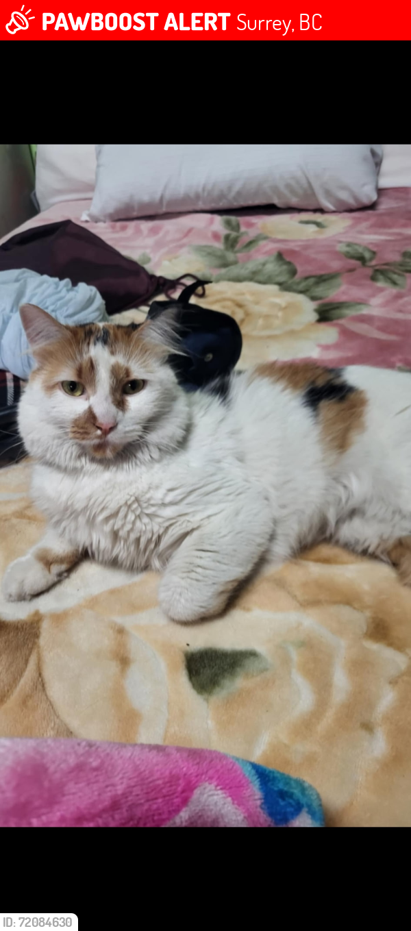 Lost Female Cat last seen Brownaville trailer park pub, Surrey, BC 