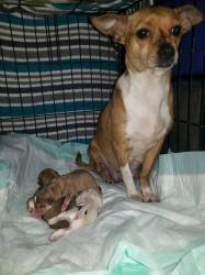 Lost Female Dog last seen Reno Ct Pelion SC, Pelion, SC 29123