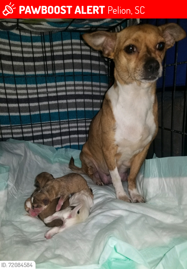 Lost Female Dog last seen Reno Ct Pelion SC, Pelion, SC 29123