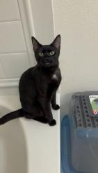 Lost Female Cat last seen 65th, Emeryville, CA 94608