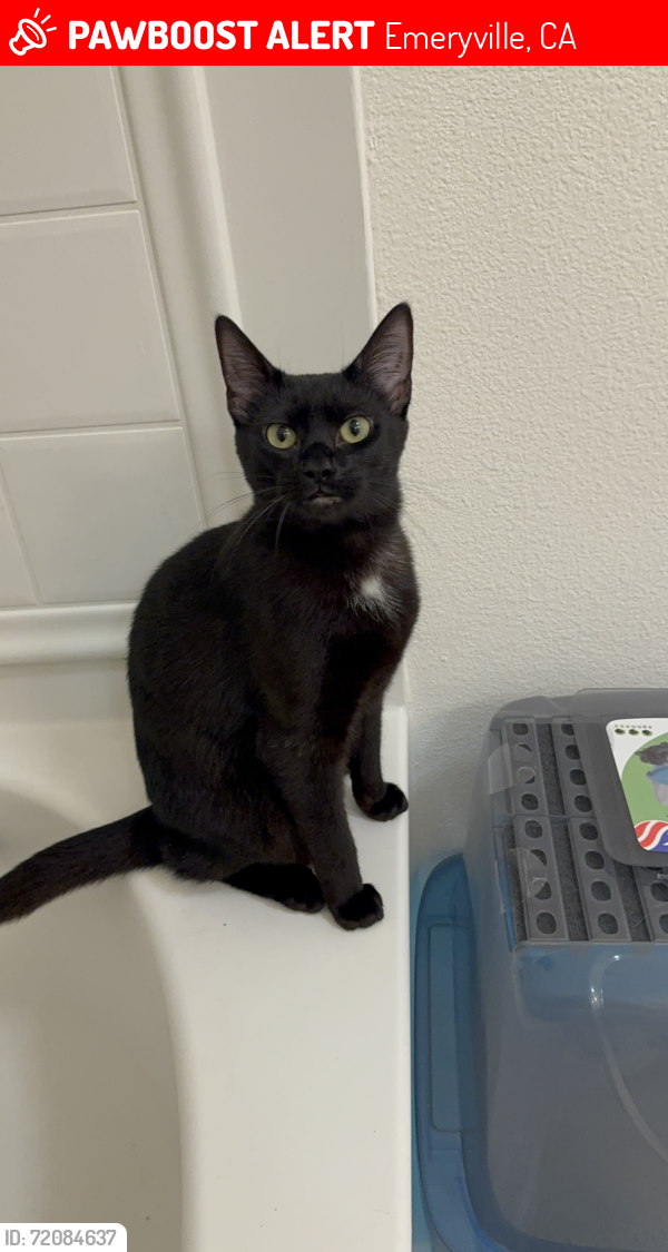 Lost Female Cat last seen 65th, Emeryville, CA 94608