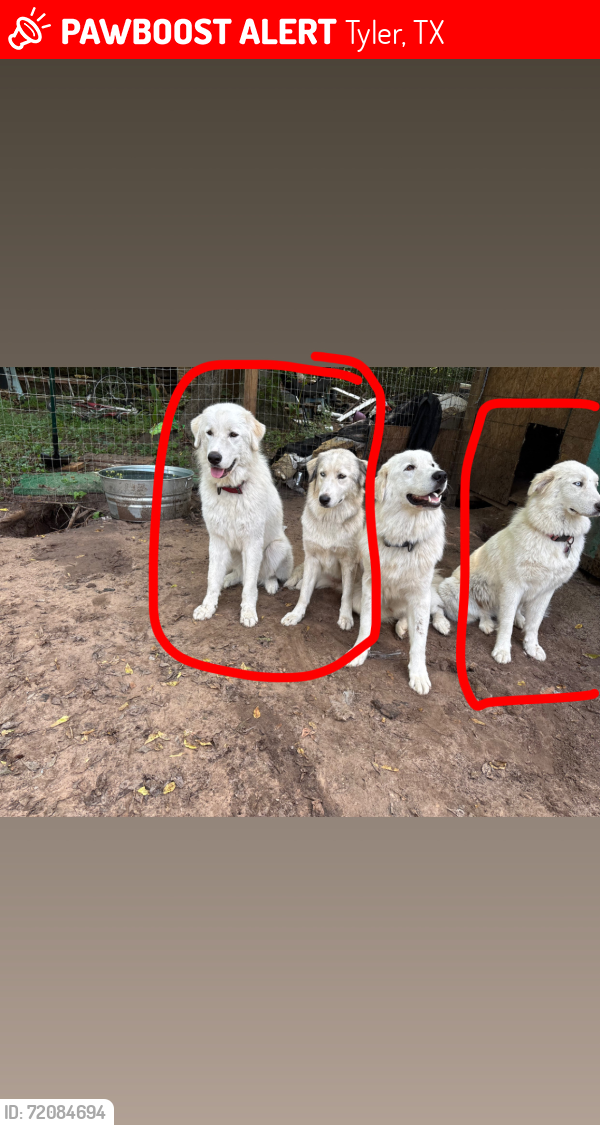 Found/Stray Female Dog last seen Broadway MLK, Tyler, TX 75702
