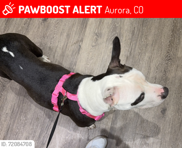 Lost Female Dog last seen Quality inn on i25 and Mississippi , Aurora, CO 80012