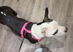 Lost Female Dog last seen Quality inn on i25 and Mississippi , Aurora, CO 80012