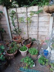 Lost Female Cat last seen Larch close , Sale, England M23