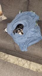 Lost Male Dog last seen South Johnston High School , Benson, NC 27504