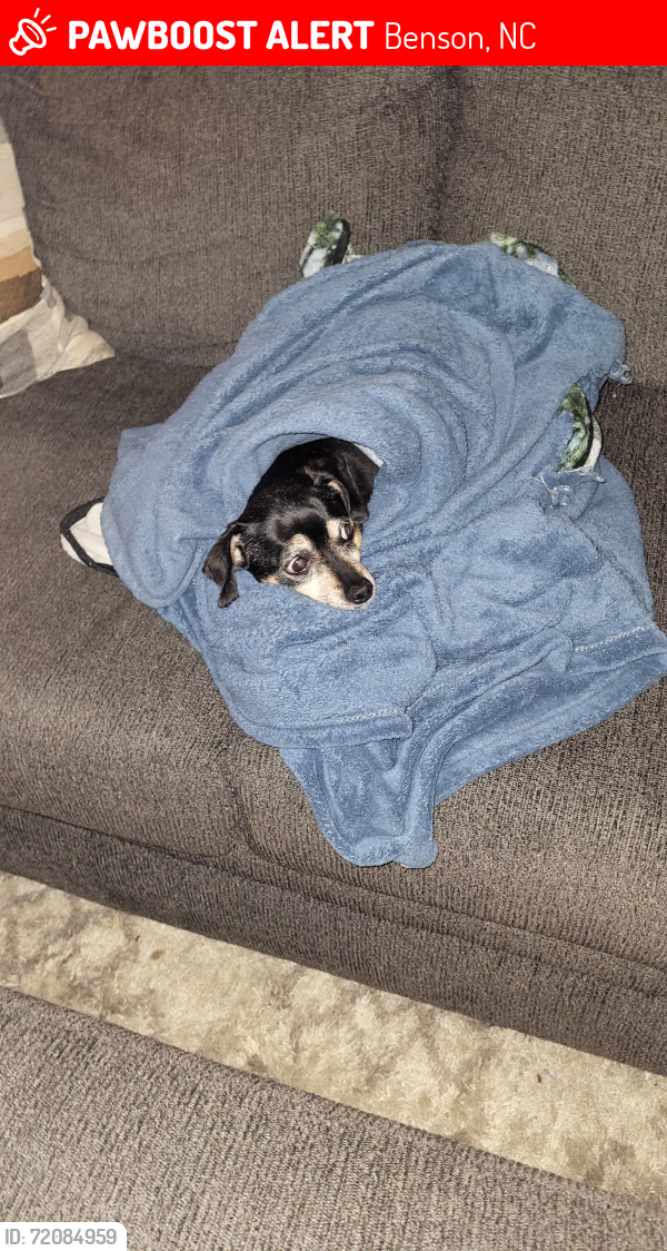 Lost Male Dog last seen South Johnston High School , Benson, NC 27504