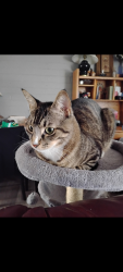 Lost Male Cat last seen Near e Stella, back alley way. , Tucson, AZ 85730