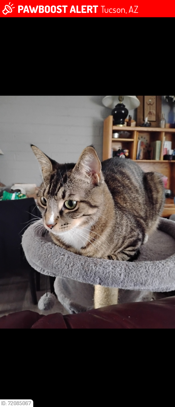Lost Male Cat last seen Near e Stella, back alley way. , Tucson, AZ 85730