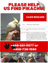 Lost Unknown Bird last seen near Roberto Antonio Balermino Park, San Jose, CA 95125