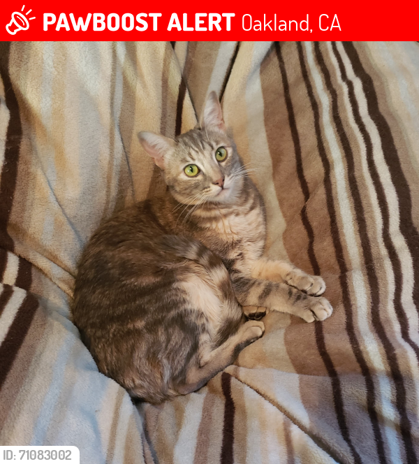 Lost Female Cat last seen Saint Andrews Rd & Sequoyah Rd, Oakland, CA 94605