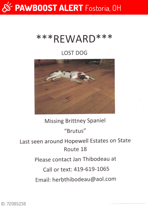 Lost Male Dog last seen Rt 18 and 587  , Fostoria, OH 44830