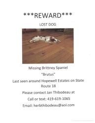 Lost Male Dog last seen Rt 18 and 587  , Fostoria, OH 44830