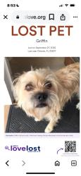 Lost Male Dog last seen Barcelona St/ Demetree park, Orlando, FL 32807