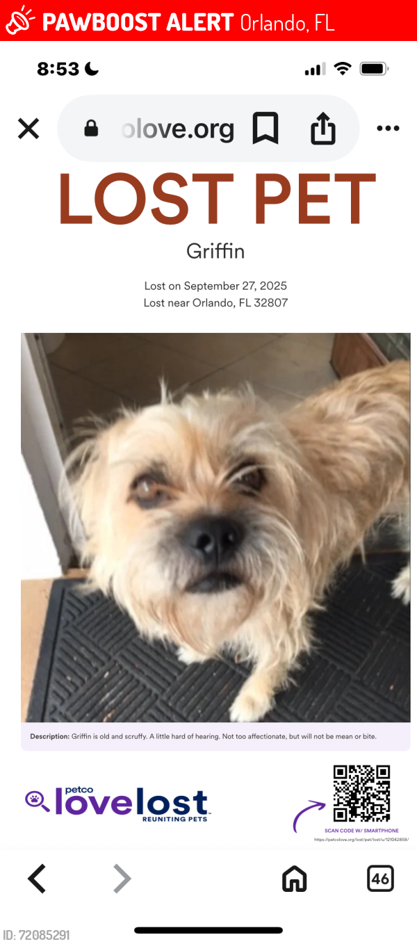 Lost Male Dog last seen Barcelona St/ Demetree park, Orlando, FL 32807