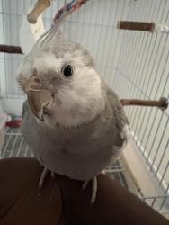 Lost Male Bird last seen Ford Chapel Rd, Harvest, Al 35749, Harvest, AL 35749