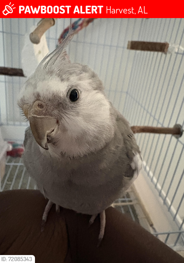Lost Male Bird last seen Ford Chapel Rd, Harvest, Al 35749, Harvest, AL 35749