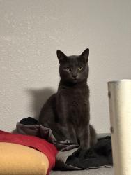 Lost Male Cat last seen Hollywood Hill Elementary, Woodinville, WA 98072