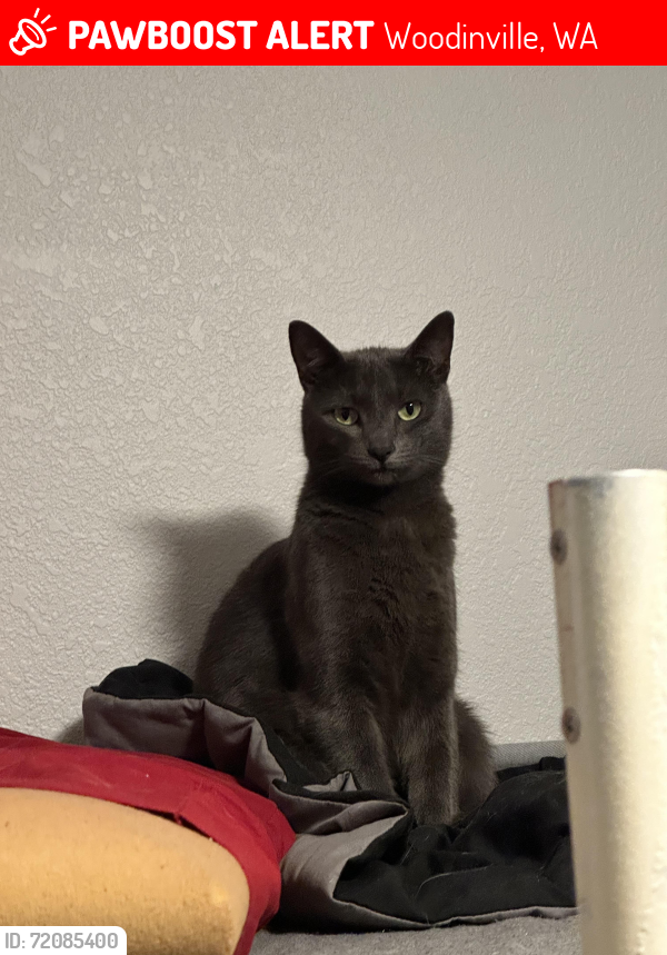 Lost Male Cat last seen Hollywood Hill Elementary, Woodinville, WA 98072
