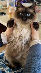 Lost Female Cat last seen Inside the neighborhood of NE 47TH PL., Kirkland, WA 98033