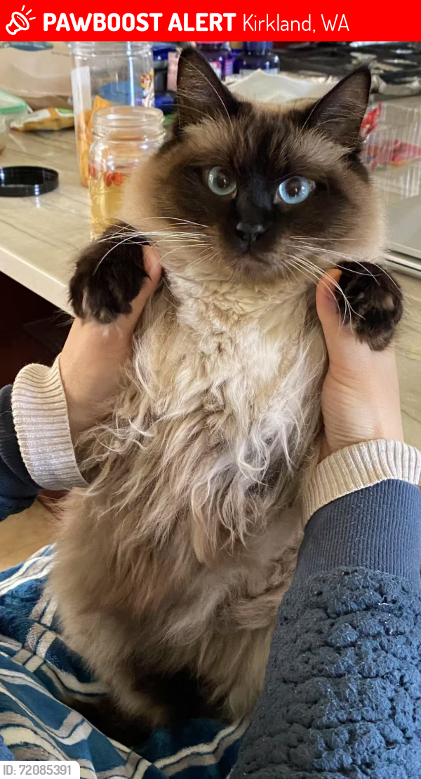 Lost Female Cat last seen Inside the neighborhood of NE 47TH PL., Kirkland, WA 98033
