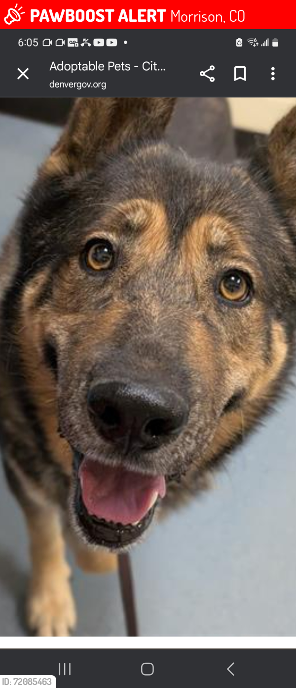 Lost Male Dog last seen Windy Point, Morrison, CO 80465