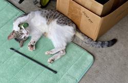 Lost Female Cat last seen Barkley ests , Harvey, LA 70058