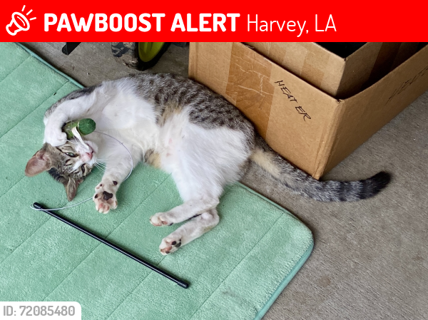 Lost Female Cat last seen Barkley ests , Harvey, LA 70058