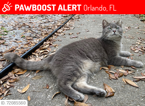 Lost Male Cat last seen Richwood Dr and N Chickasaw Tr, Orlando, FL 32825