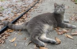 Lost Male Cat last seen Richwood Dr and N Chickasaw Tr, Orlando, FL 32825