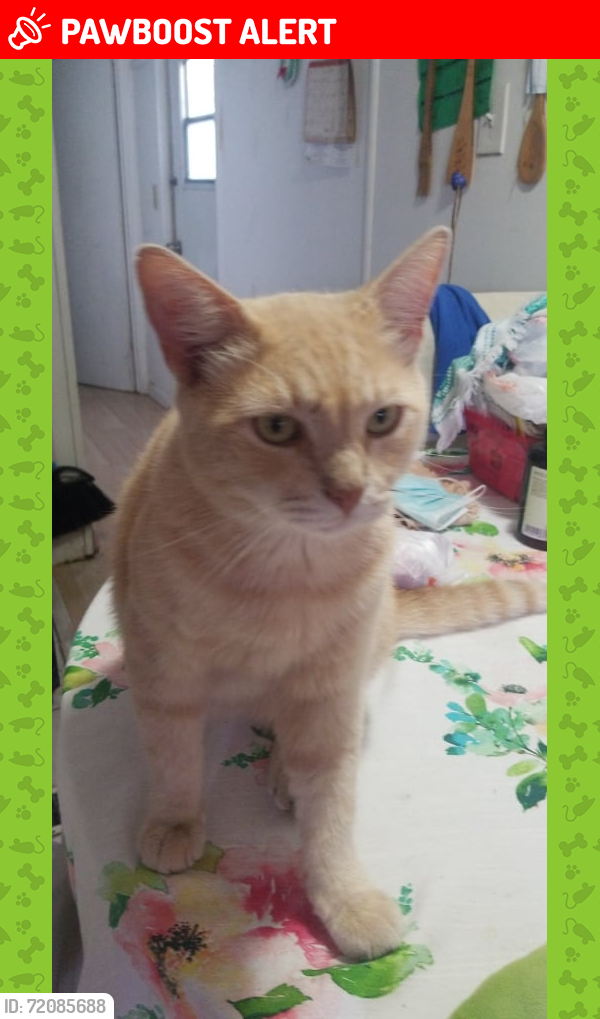 Lost Male Cat last seen Wawa on 2nd Ave Public storage on 2nd Ave , Lake Worth Beach, FL 33460