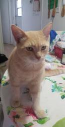 Lost Male Cat last seen Wawa on 2nd Ave Public storage on 2nd Ave , Lake Worth Beach, FL 33460