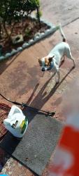 Lost Male Dog last seen Wilmington and Addison , Deltona, FL 32725