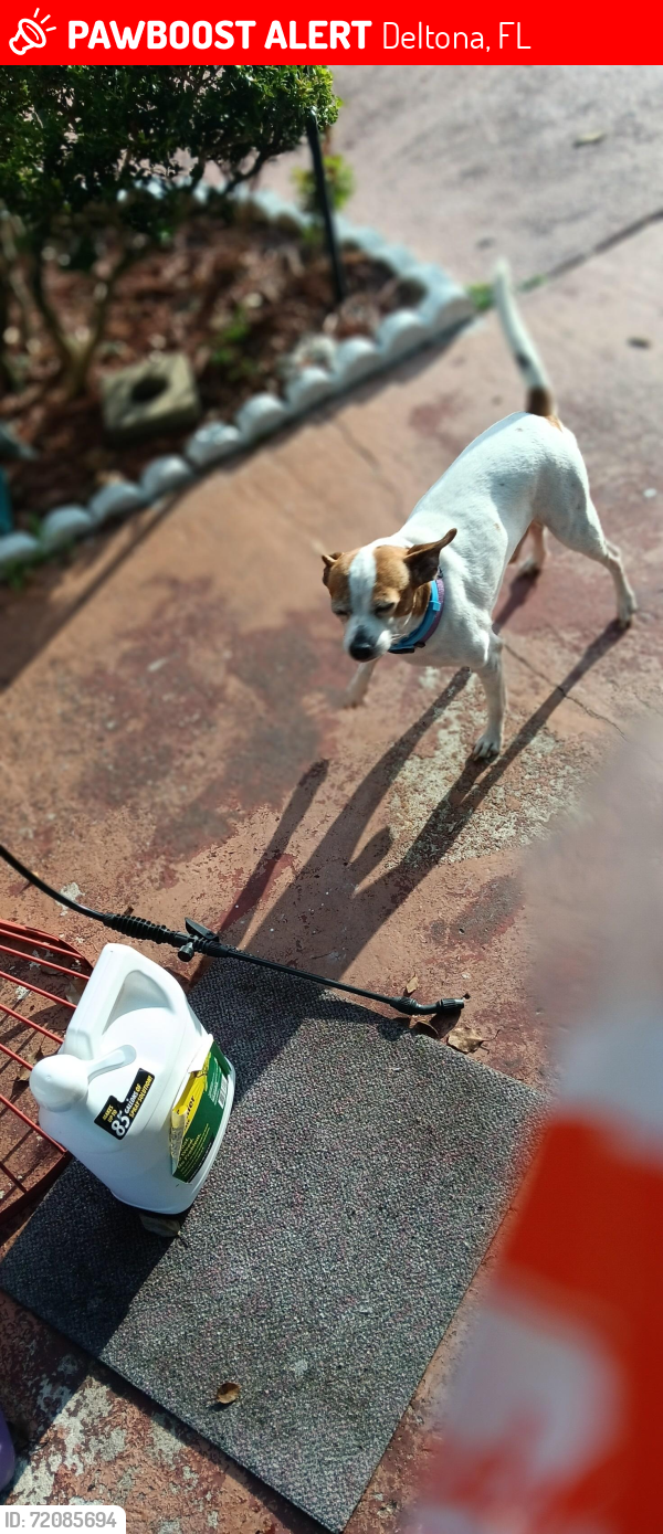 Lost Male Dog last seen Wilmington and Addison, Deltona, FL 32725