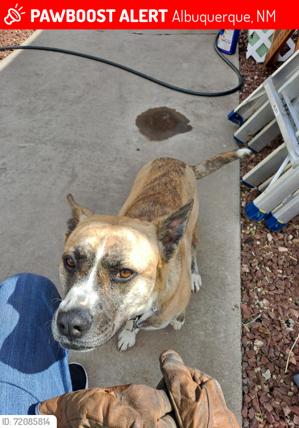 Albuquerque, NM Lost Female Dog, Cindy Is Missing PawBoost
