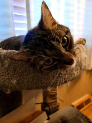 Lost Female Cat last seen 88th & Huron, Thornton, CO 80260