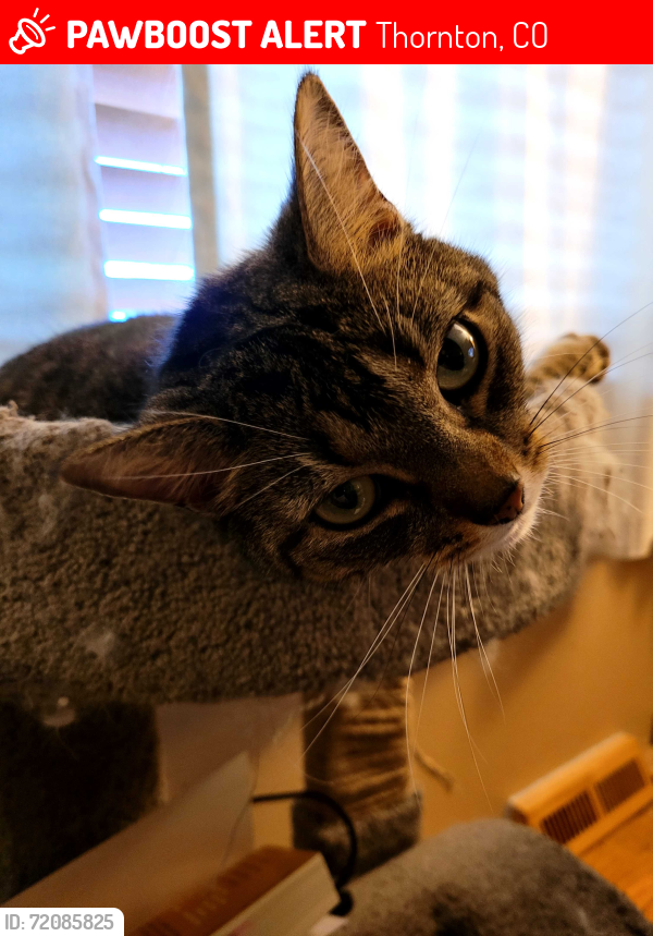 Lost Female Cat last seen 88th & Huron, Thornton, CO 80260