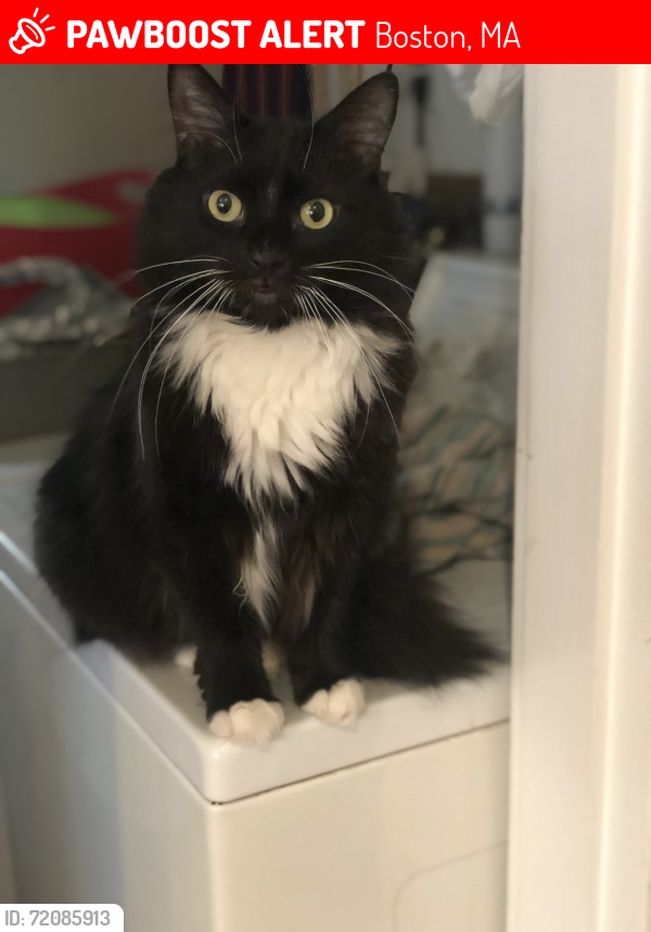 Lost Male Cat last seen Haslet and Pinehurst streets in Roslindale, Boston, MA 02131