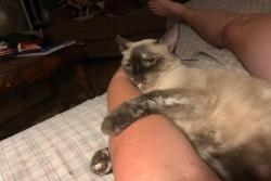 Lost Female Cat last seen Between Division and Owens , Higbee, MO 65257