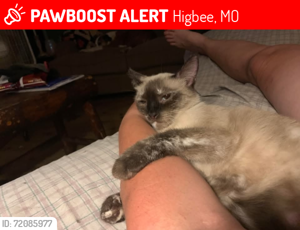 Lost Female Cat last seen Between Division and Owens , Higbee, MO 65257