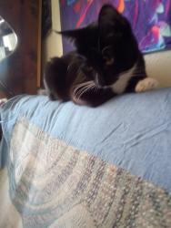 Lost Female Cat last seen clinton and chestnut, Fresno, CA 93703
