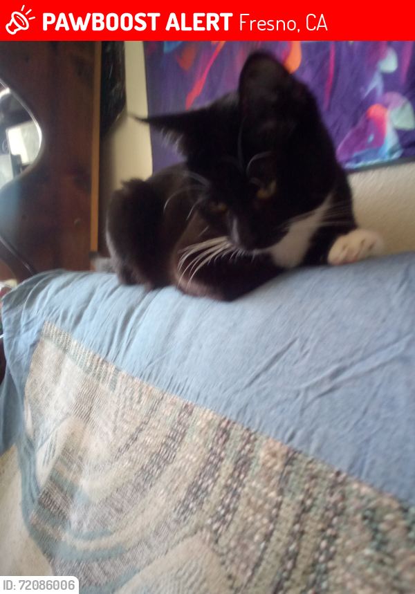 Lost Female Cat last seen clinton and chestnut, Fresno, CA 93703