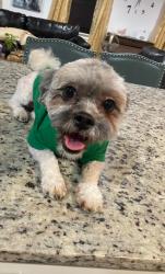 Lost Male Dog last seen Near Morris ave , Elizabeth NJ , Union, NJ 07083
