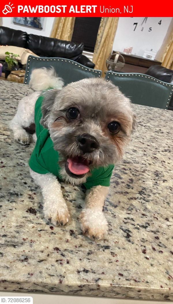 Lost Male Dog last seen Near Morris ave , Elizabeth NJ , Union, NJ 07083