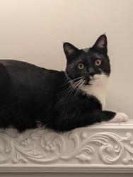 Lost Male Cat last seen Center st and Locust st, Herndon, VA 20170