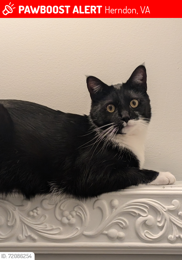 Lost Male Cat last seen Center st and Locust st, Herndon, VA 20170