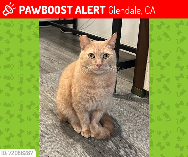 Lost Male Cat last seen Near E Windsor Rd, Glendale, CA 91205